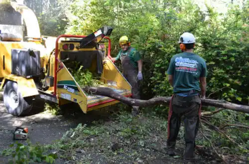 tree services Holbrook